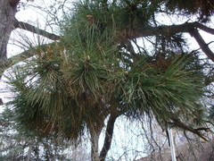 Pinus