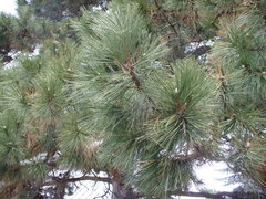 Pinus