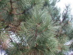 Pinus