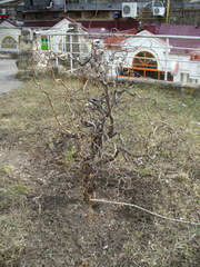 Corylus avellana