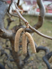 Corylus avellana