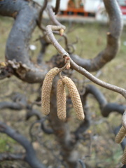 Corylus avellana