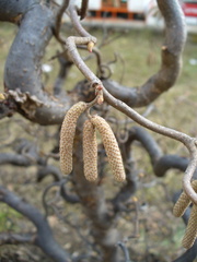 Corylus avellana