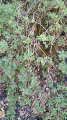 Archidasyphyllum diacanthoides