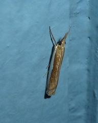 Crambus praefectellus