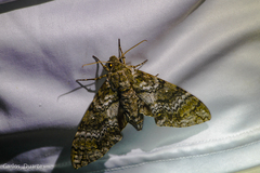 Manduca florestan