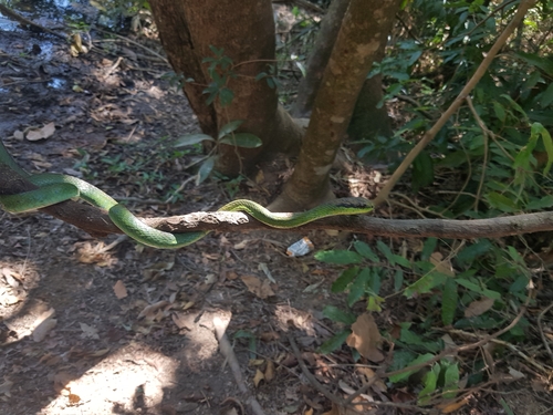 Photo of a Lichtenstein's Green Racer (Philodryas olfersii)