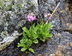 Primula auriculata