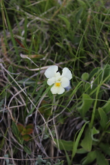 Viola oreades