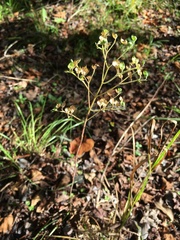 Trichostema dichotomum image