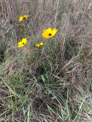 Coreopsis gladiata