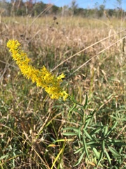 Solidago leavenworthii