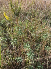 Solidago leavenworthii