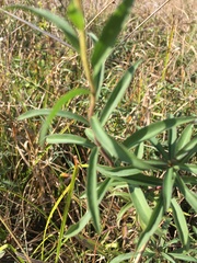 Solidago leavenworthii