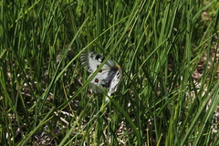 Parnassius nordmanni
