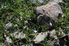 Veronica telephiifolia