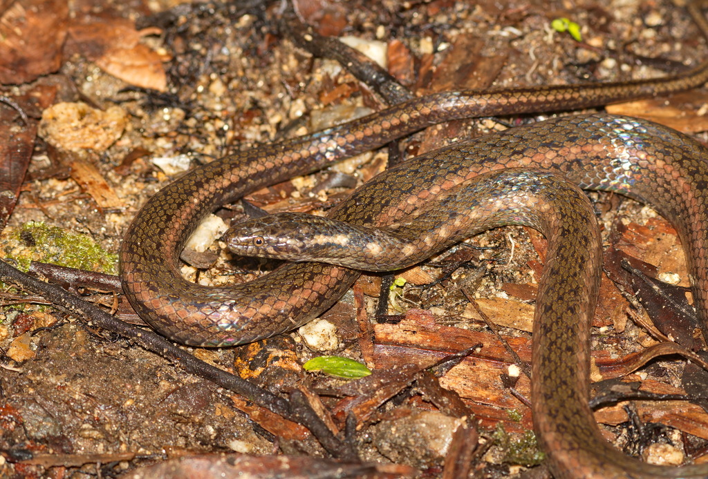 Deschauensee's Keelback