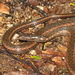 Deschauensee’s Keelback - Photo (c) Andrew Pierce, some rights reserved (CC BY-NC), uploaded by Andrew Pierce