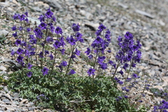 Delphinium caucasicum