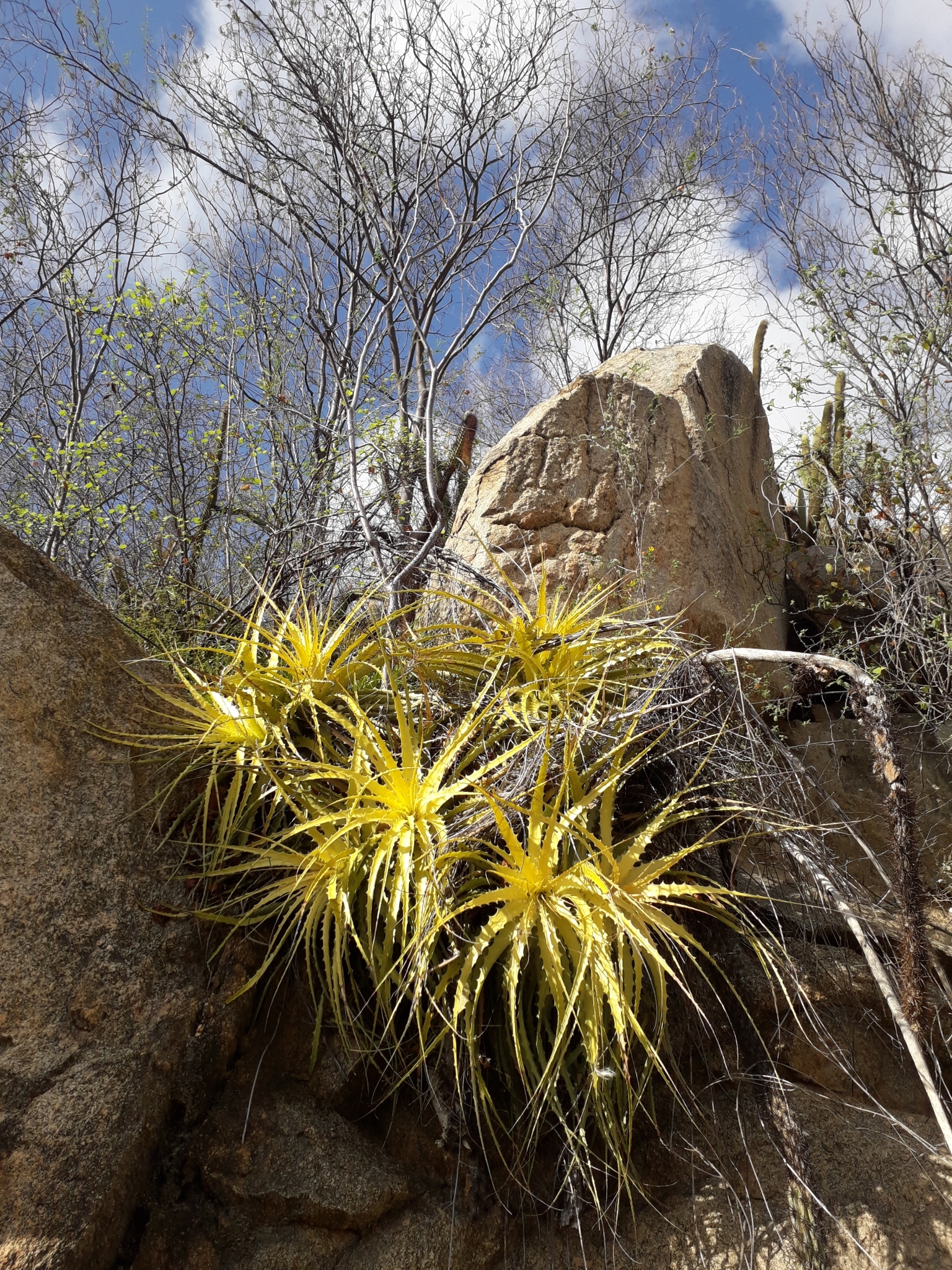 Encholirium spectabile