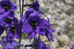 Delphinium caucasicum