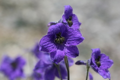 Delphinium caucasicum