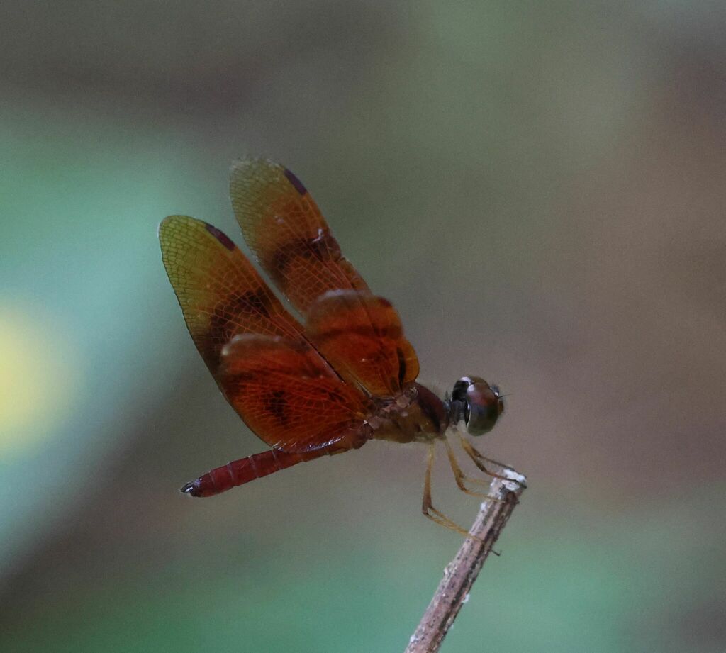 Perithemis rubita