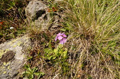 Primula algida