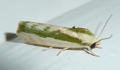 Earias huegeliana