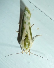 Earias huegeliana