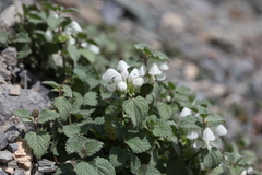 Lamium tomentosum