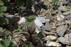 Lamium tomentosum