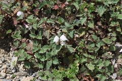 Lamium tomentosum