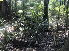 Aechmea magdalenae image