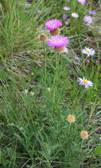 Psephellus caucasicus