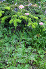 Tanacetum coccineum