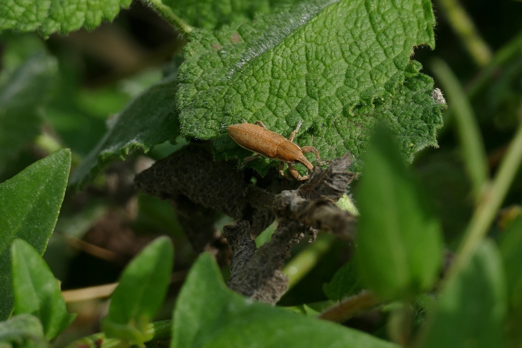 Lixus ascanii