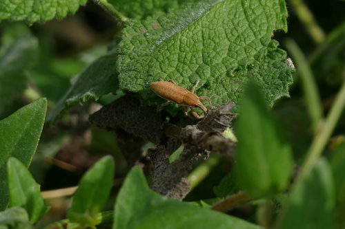 Lixus ascanii