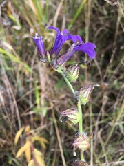 Lobelia glandulosa image