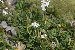 Valeriana alpestris