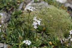 Valeriana alpestris