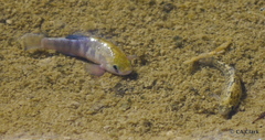 Cyprinodon salinus salinus