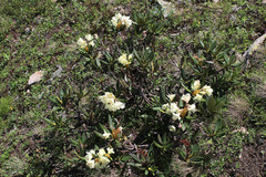 Rhododendron caucasicum