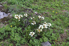 Rhododendron caucasicum