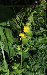 Rhynchocorys orientalis