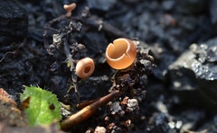 Ciboria amentacea