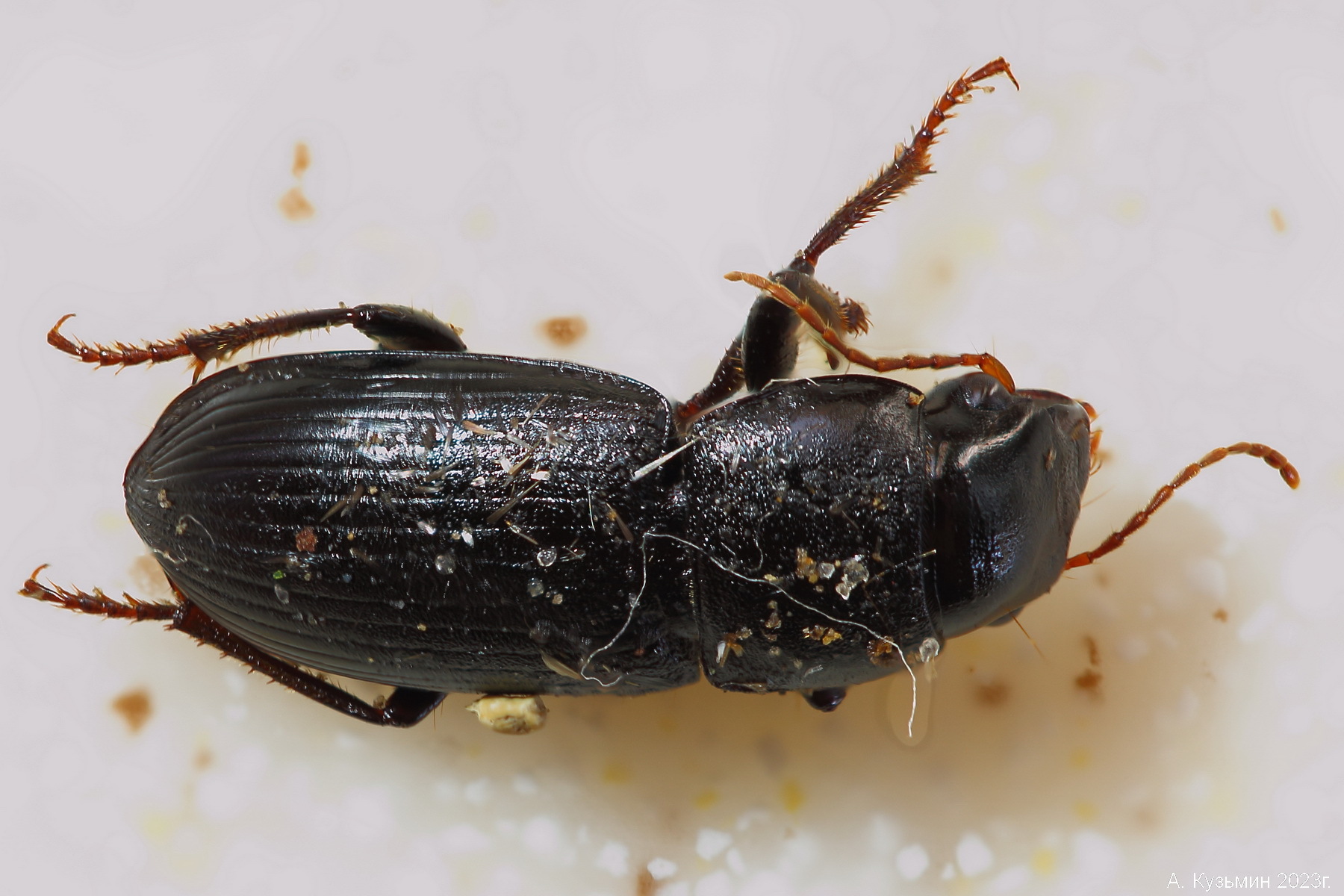 Жужелица рода Acinopus
