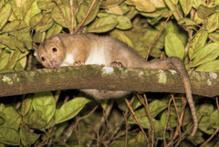 Cinereous Ringtail photo 5