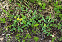 Sibbaldia parviflora