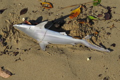 Carcharhinus tilstoni
